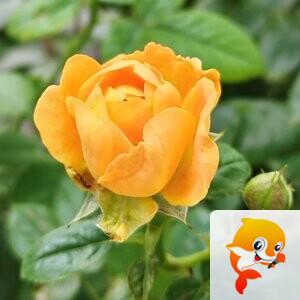 纳兰＿🎤V娱热点