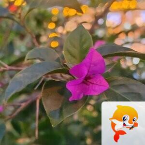 纳兰＿🎤V娱热点