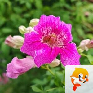 秦之声彩虹（舞师小号）