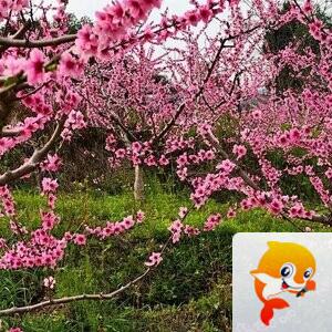 苏莯