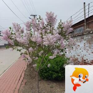 沧桑❤️族长静默如初