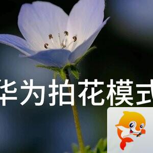 💫压馨韵💫天使