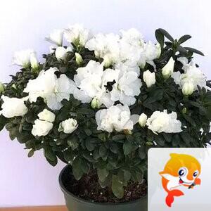 ✾͡别闹❦ཽ二徒࿐ 