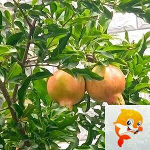泠风思语
