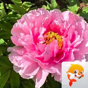魏歌🌺（董事长）往事随风