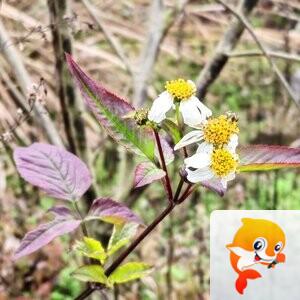 纳兰＿🎤V娱热点