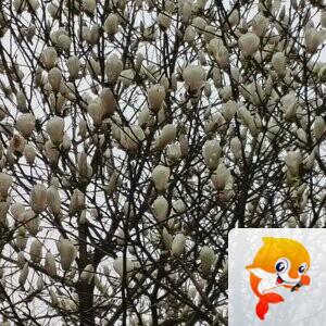 纳兰＿🎤V娱热点