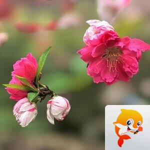 阿拉【爱花家园】