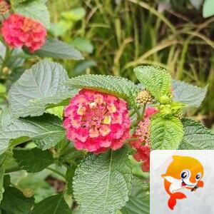 纳兰＿🎤V娱热点