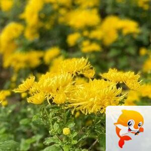 苏莯