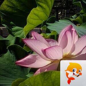💞风雅颂🎋开花