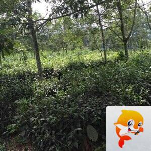 幽兰一箭香(赵放岚)