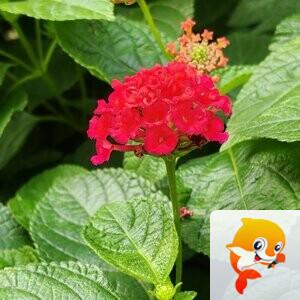 纳兰＿🎤V娱热点