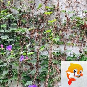 纳兰＿🎤V娱热点