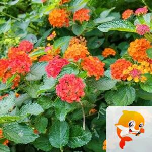 纳兰＿🎤V娱热点