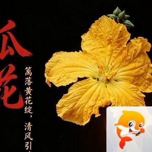ᥬ 海蓝【爱花家园】