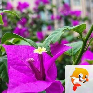 纳兰＿🎤V娱热点