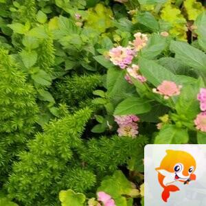 纳兰＿🎤V娱热点