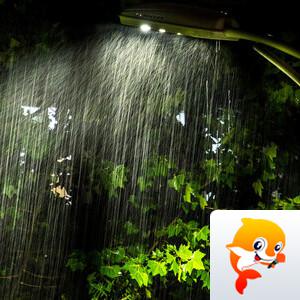 枫叶下的玫瑰【文声汇影】