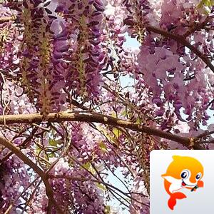 幽兰一箭香(赵放岚)