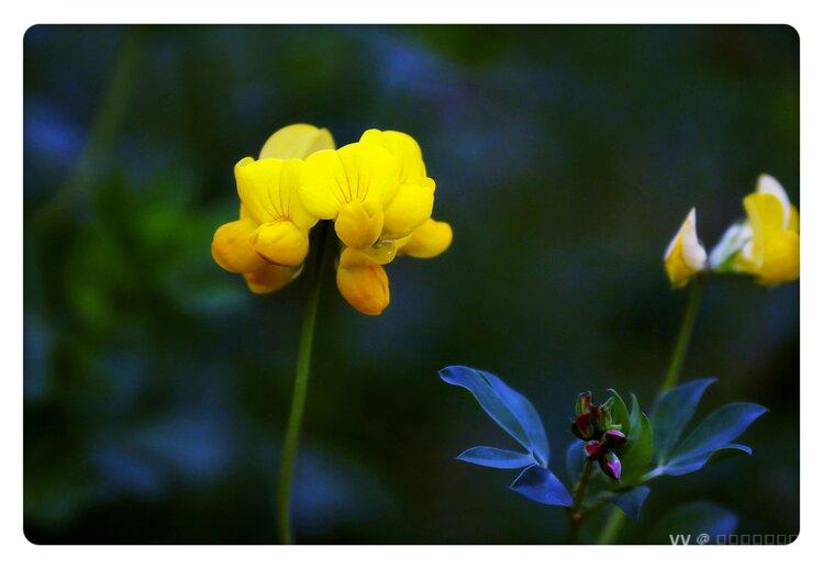 牛角花花语 重逢牛角花,亦称百脉根.豆科多年生铺散草本植物.