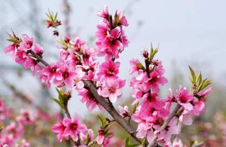 桃花开（图6）
