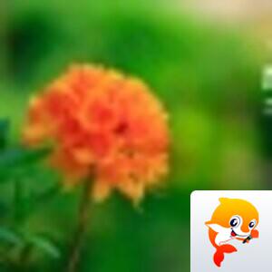 君羊【爱花家园】