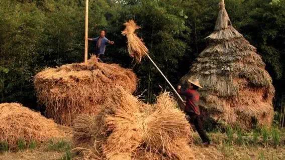 诗歌61稻草垛里的小幸福首发