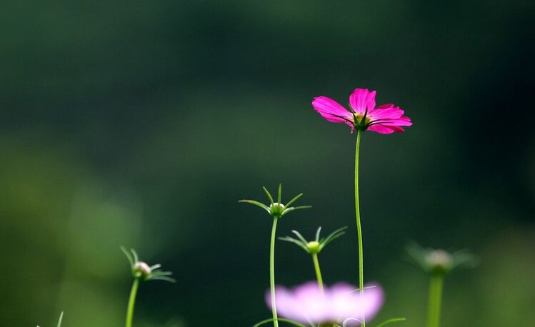 格桑花