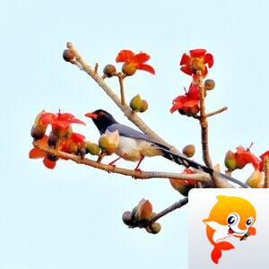 依玲(HJ)【美摄视界】