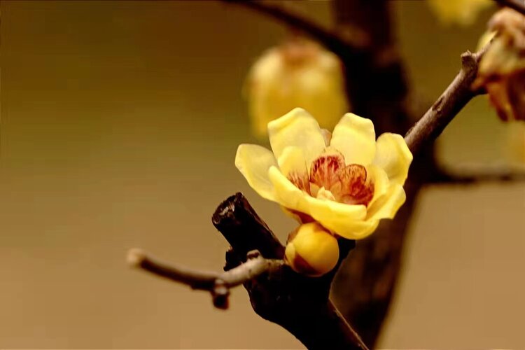 春梅（图3）