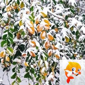 泠风思语