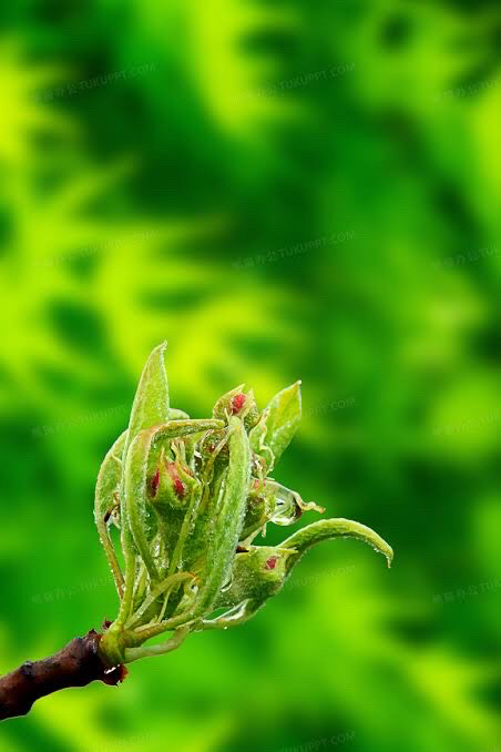 春（图7）