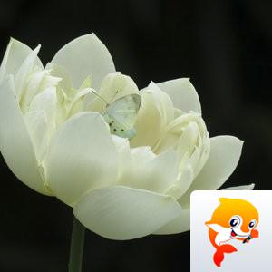 知足常乐【美摄视界】
