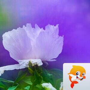 梅兰（美摄视界）