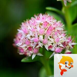 袁元【美摄视界】