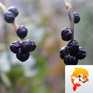 心灵摄影【美摄视界】