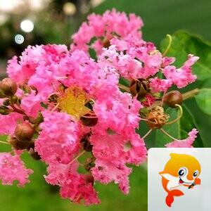 老黄【美摄视界】