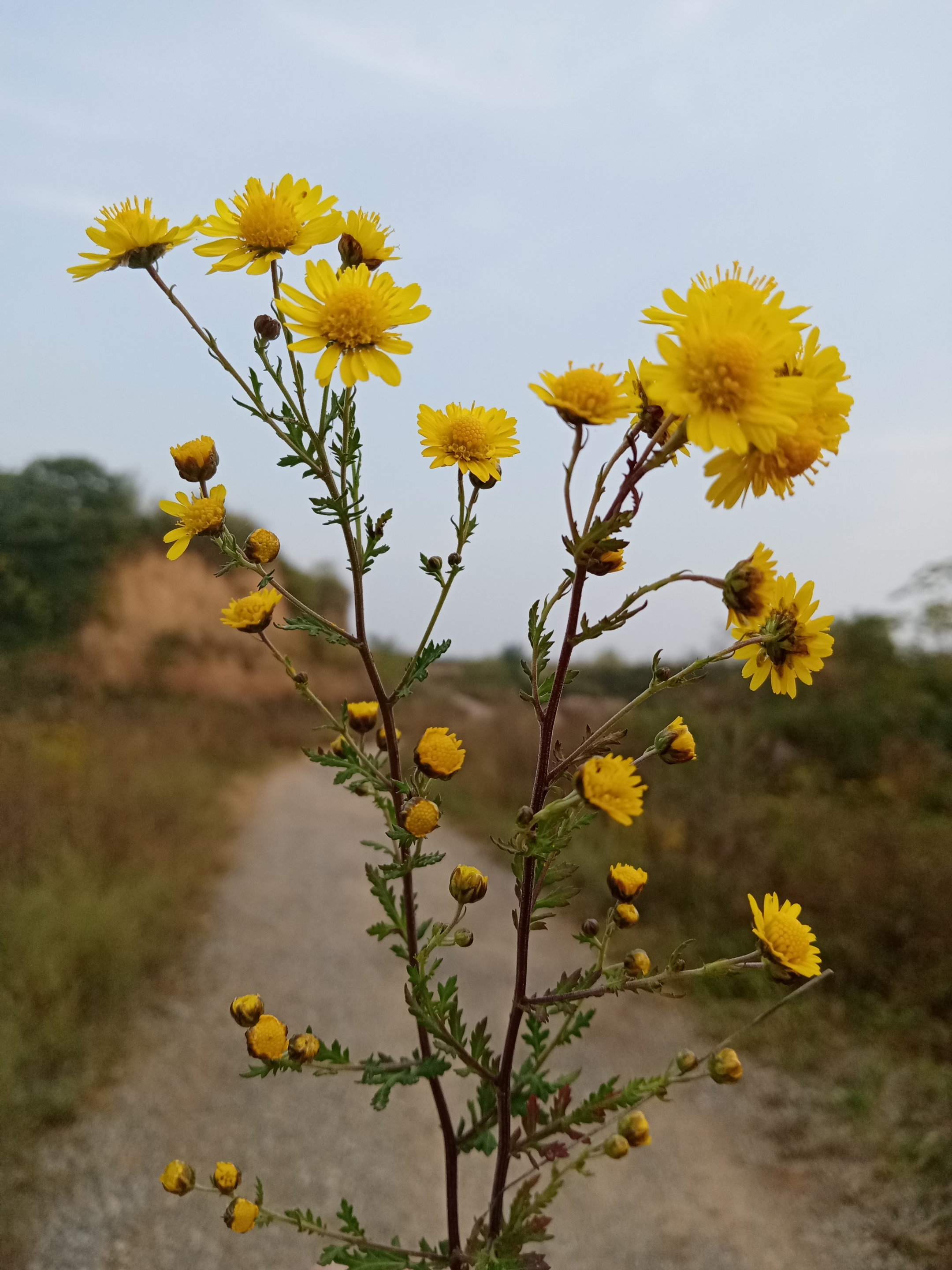 野菊花