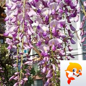 幽兰一箭香(赵放岚)