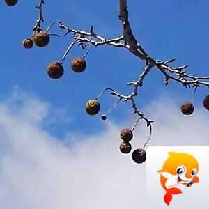 云胡不喜【情暖天涯】 