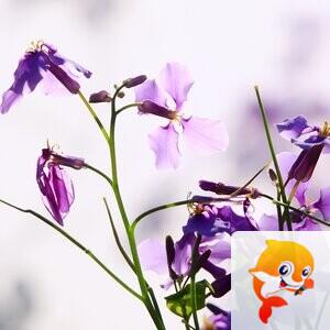 明森（美摄视界）