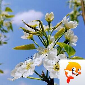 ♡※老顽哥（大家好）