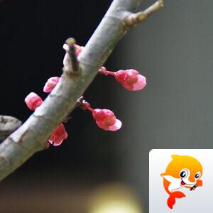 绮雯~三毛【情暖天涯】