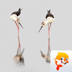 【无痕音话】*【文声汇影】