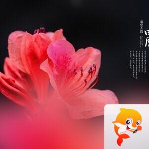 柳之影【美摄视界】