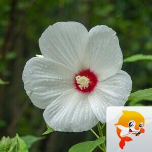 知足常乐【美摄视界】