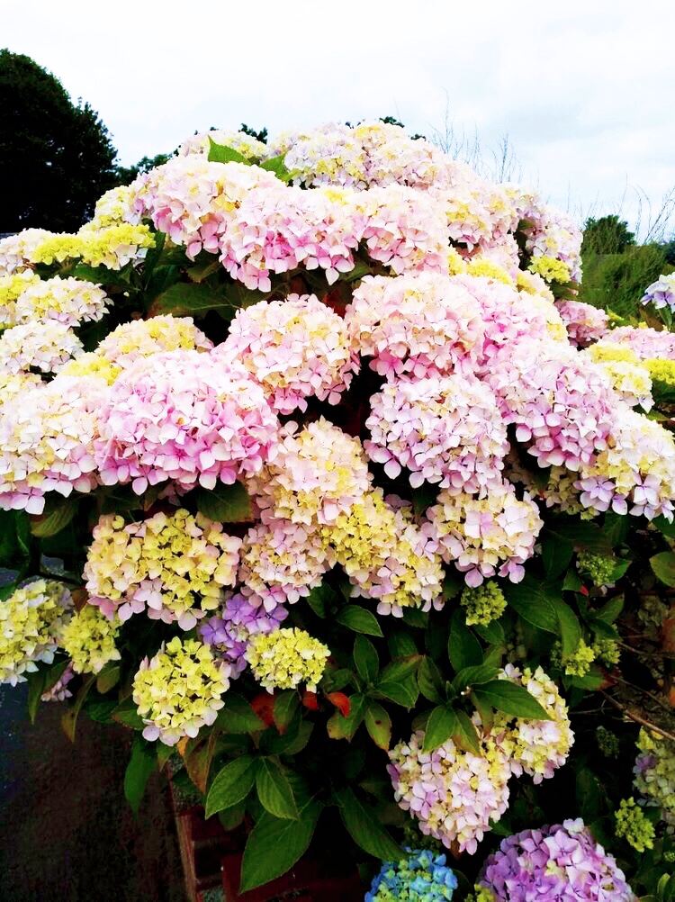 花季（图8）