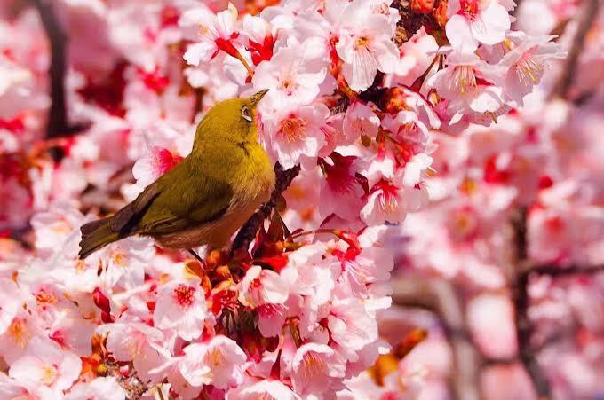 春来花正红（图6）