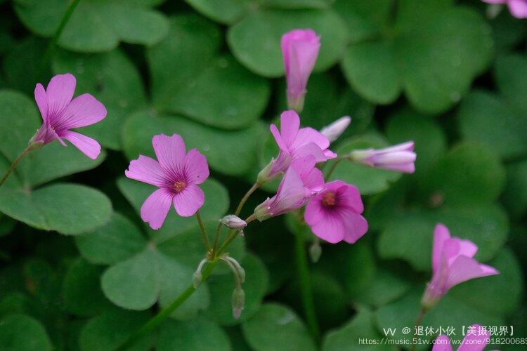 关节酢浆草1vv首发